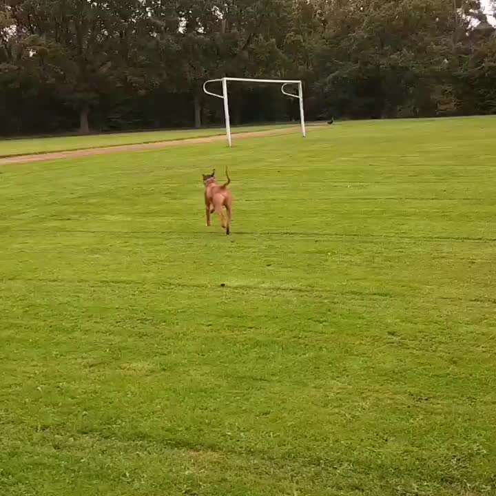 Rhodesian Ridgeback-Beitrag-Bild