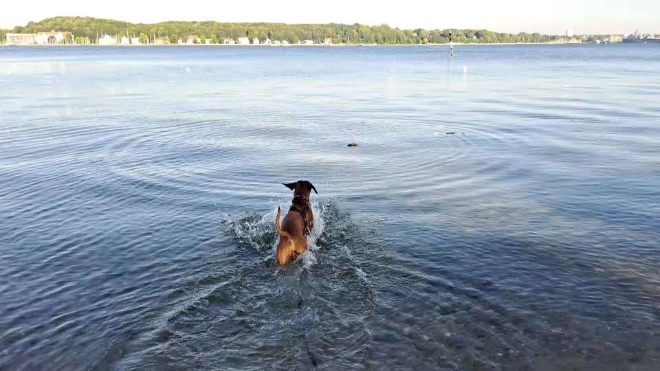 Rhodesian Ridgeback-Beitrag-Bild