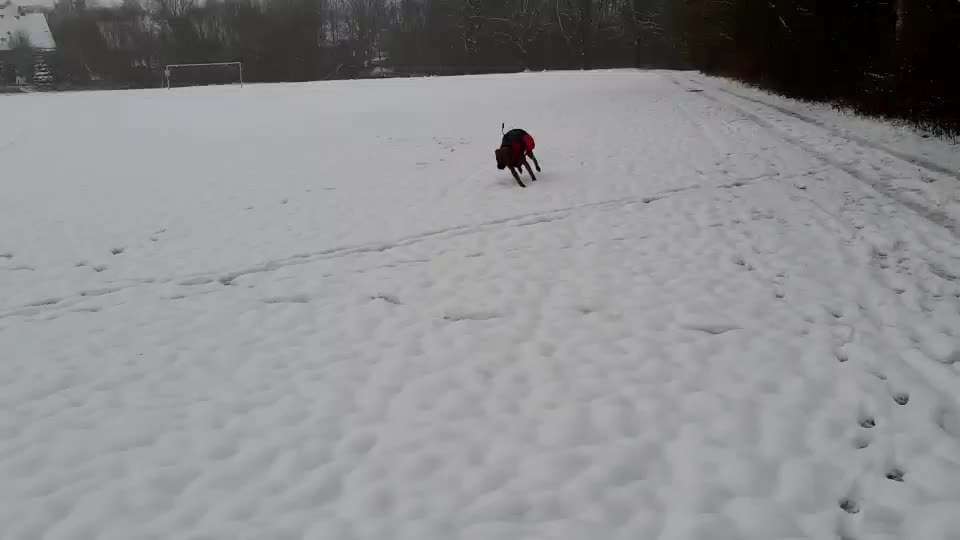 Rhodesian Ridgeback-Beitrag-Bild