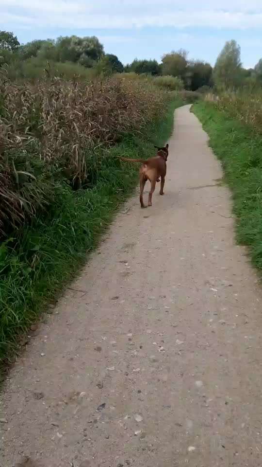 Rhodesian Ridgeback-Beitrag-Bild