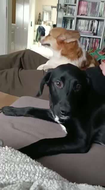 TierschutzhundeStammtisch🐕-Beitrag-Bild