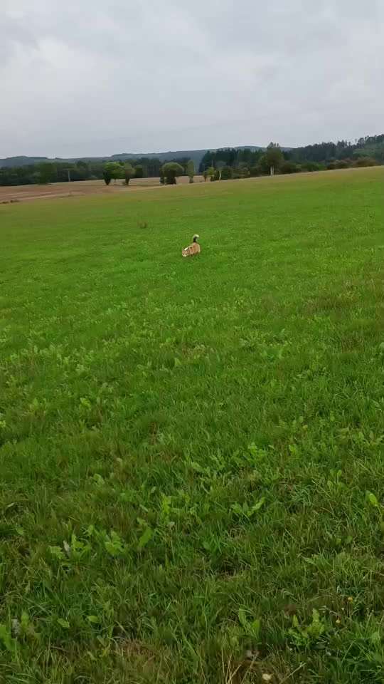 Video Challenge Nr.6
Auf den Spuren der Freiheit🐾🐾-Beitrag-Bild