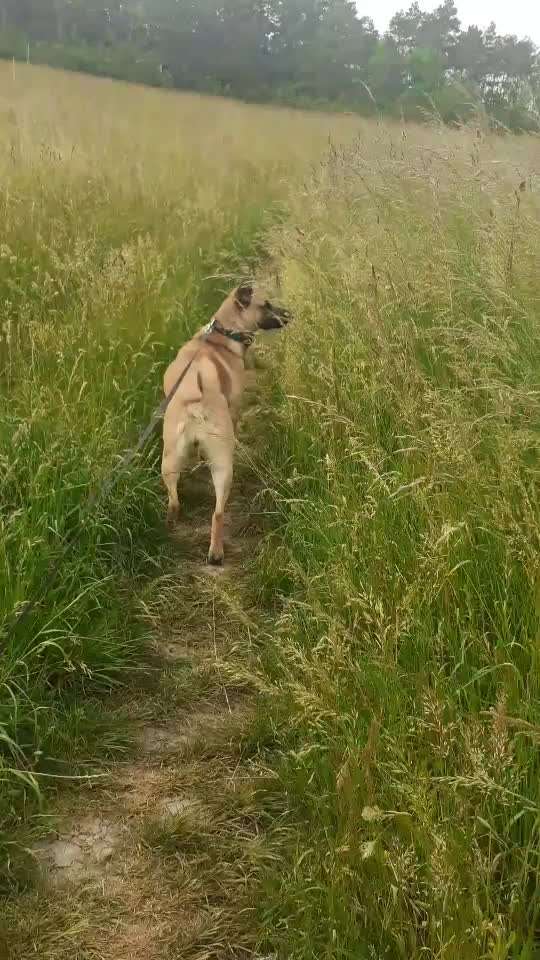 39. Collagen Challenge - Dein Hund auf einer Wiese-Beitrag-Bild