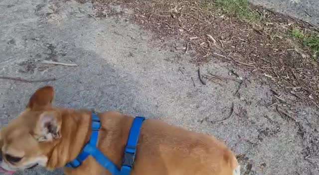 Brachycephale Hunderassen-Beitrag-Bild