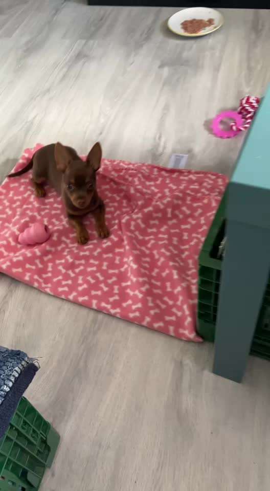 Reinrassige Hunde?-Beitrag-Bild