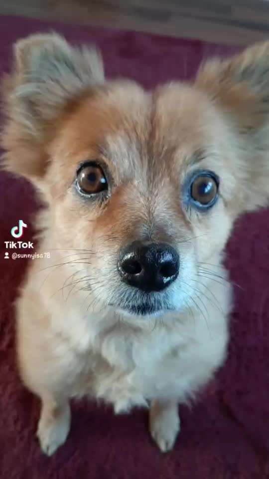 Windhunde - Treffen der besonderen Schönheiten
HERZLICH WILLKOMMEN-Beitrag-Bild