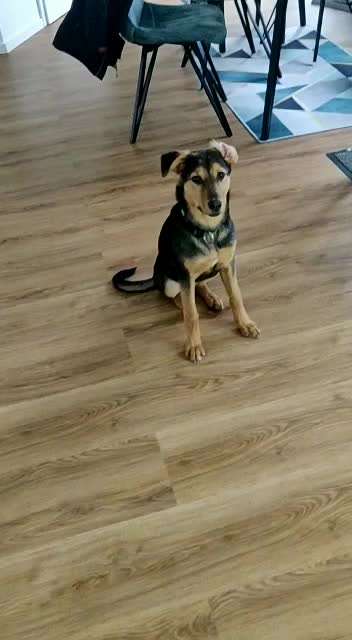 Windhunde - Treffen der besonderen Schönheiten
HERZLICH WILLKOMMEN-Beitrag-Bild