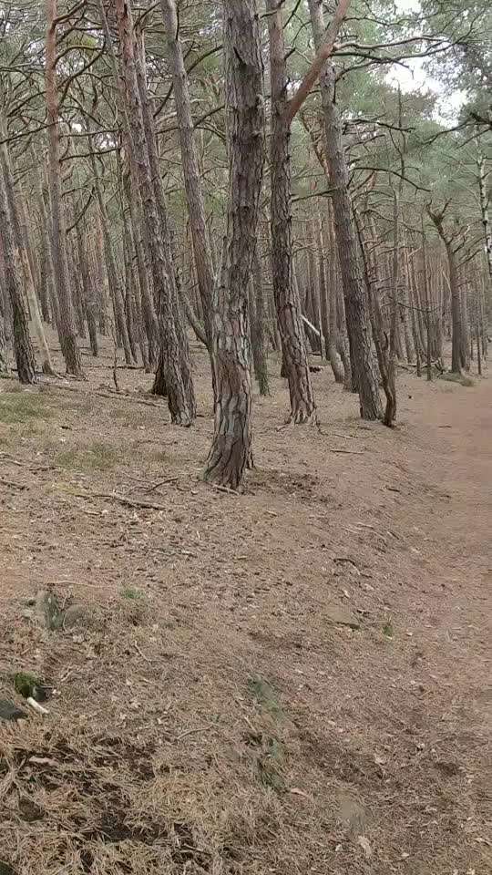 Windhunde - Treffen der besonderen Schönheiten
HERZLICH WILLKOMMEN-Beitrag-Bild