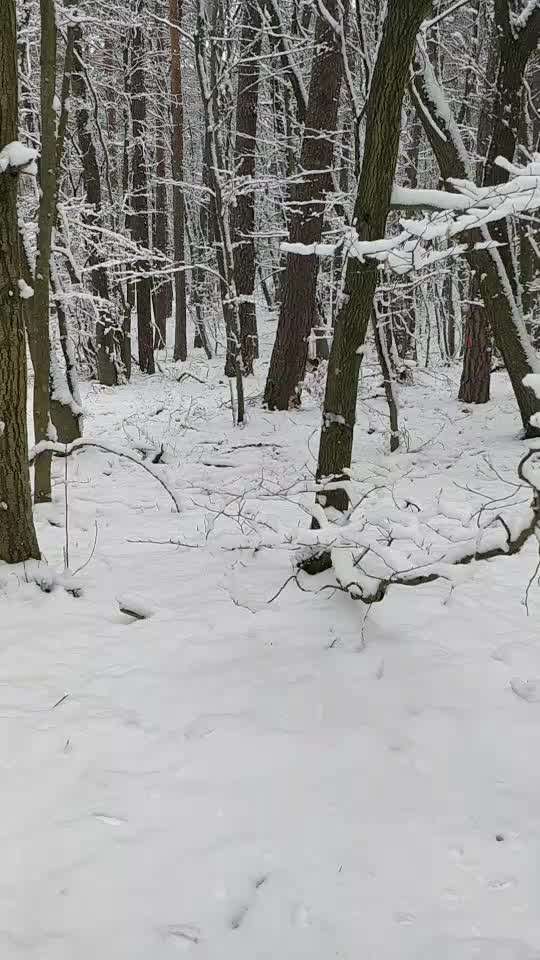 Windhunde - Treffen der besonderen Schönheiten
HERZLICH WILLKOMMEN-Beitrag-Bild