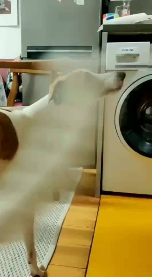 Windhunde - Treffen der besonderen Schönheiten
HERZLICH WILLKOMMEN-Beitrag-Bild