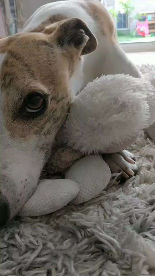 Windhunde - Treffen der besonderen Schönheiten
HERZLICH WILLKOMMEN-Beitrag-Bild