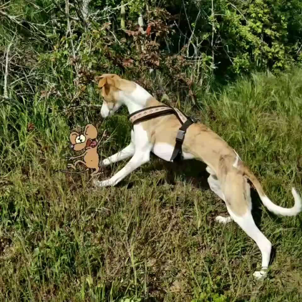 Windhunde - Treffen der besonderen Schönheiten
HERZLICH WILLKOMMEN-Beitrag-Bild