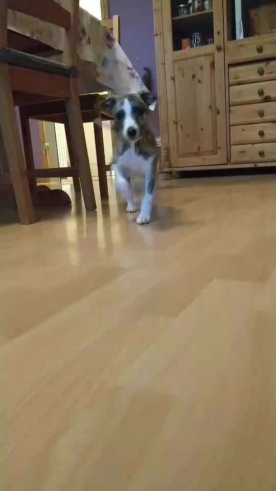 Windhunde - Treffen der besonderen Schönheiten
HERZLICH WILLKOMMEN-Beitrag-Bild