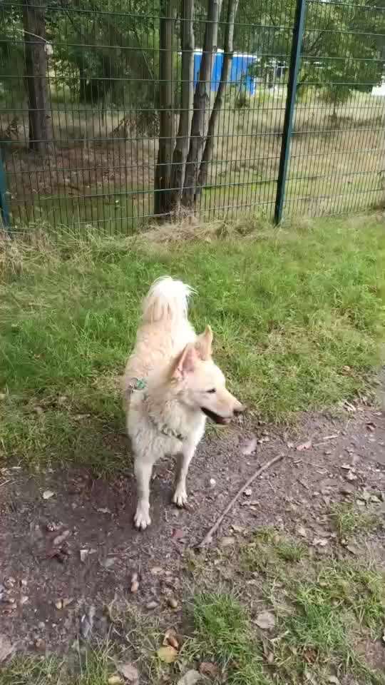 Mudi - ungarischer Schäferhund-Beitrag-Bild