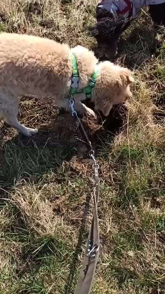 Mudi - Gibt es hier noch weitere ungarische Paprikas?-Beitrag-Bild