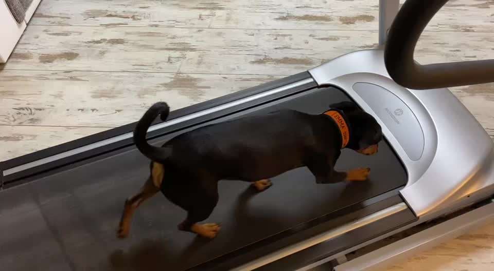 Liebhaber des Deutschen Pinscher gesucht.-Beitrag-Bild