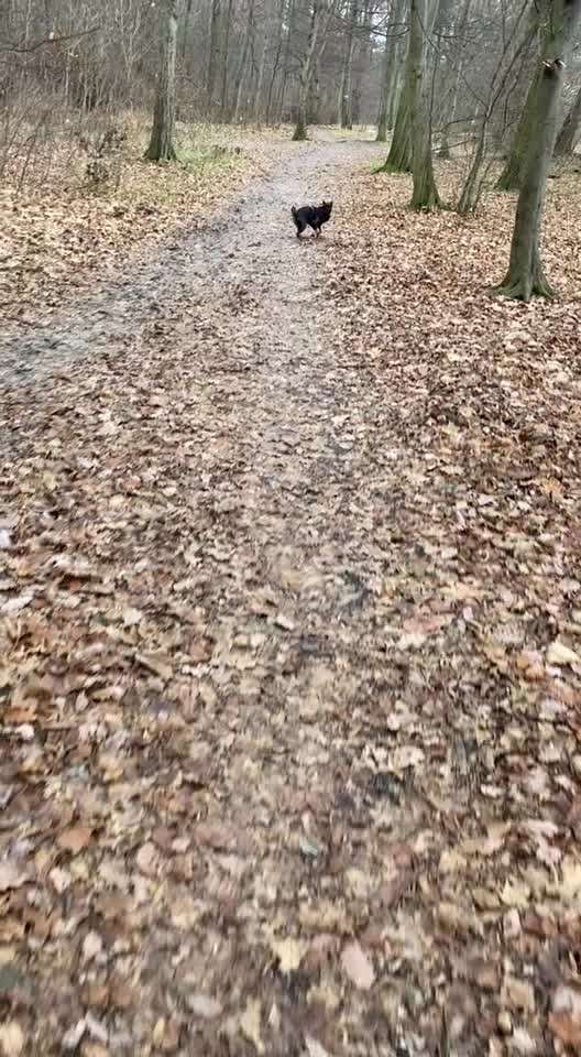 Liebhaber des Deutschen Pinscher gesucht.-Beitrag-Bild