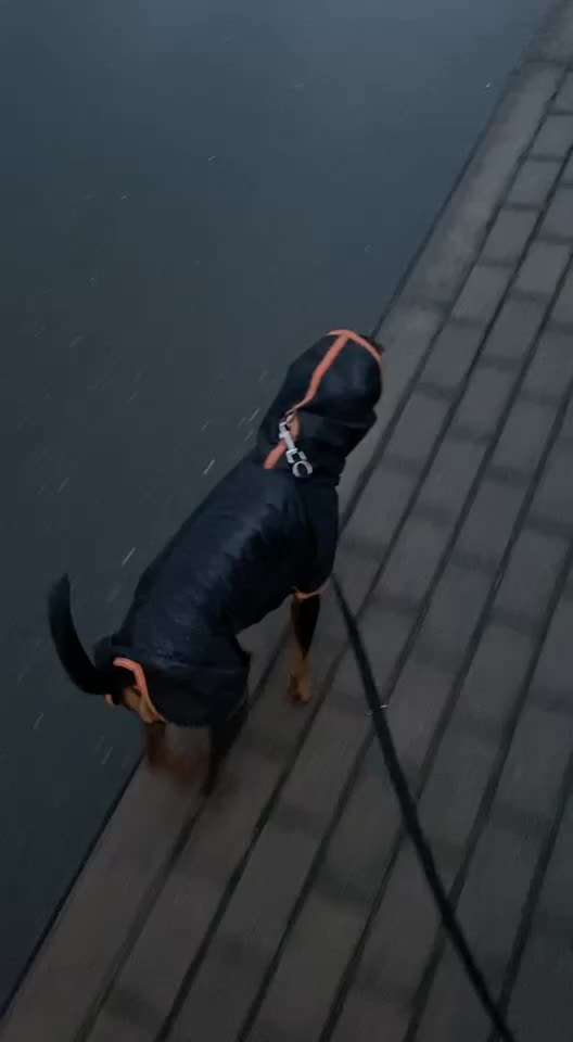 Liebhaber des Deutschen Pinscher gesucht.-Beitrag-Bild