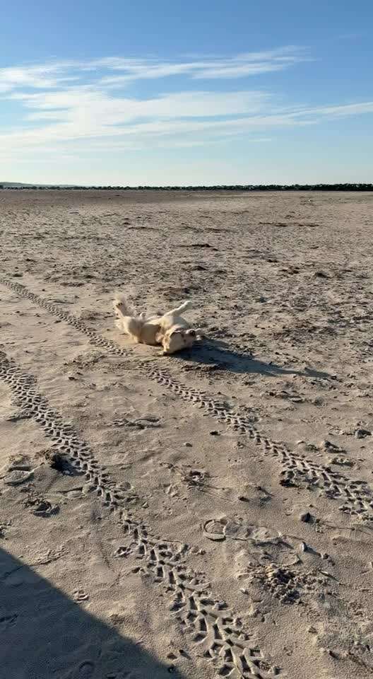 aktuelles Foto Gruppe Golden Retriever