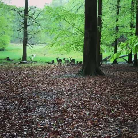 Hundeauslaufgebiet-Tiergehege Tannenberg-Bild