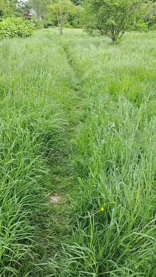 TierschutzhundeStammtisch🐕-Beitrag-Bild