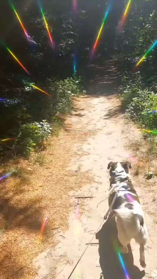 aktuelles Foto Gruppe Reisen mit Hund