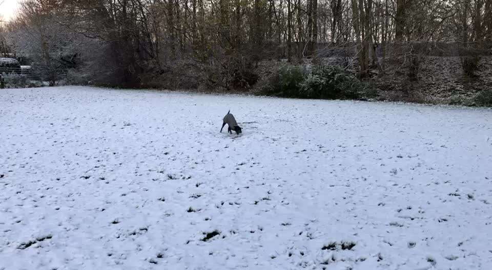 Video-Challenge Nr. 8:
Dein Hund im Schnee-Beitrag-Bild
