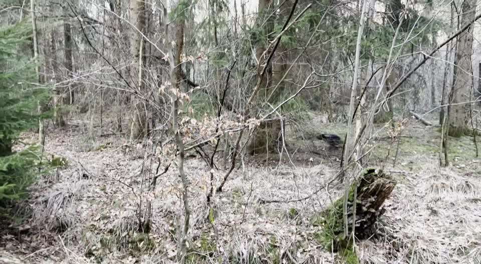 Video Challenge Nr.6
Auf den Spuren der Freiheit🐾🐾-Beitrag-Bild