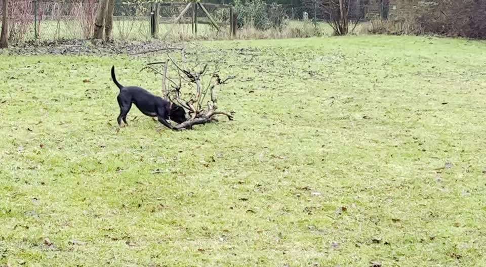 Video-Challenge Nr. 7 
Dein Hund mit Spielzeug-Beitrag-Bild