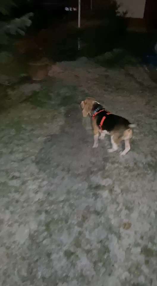 Dringende Hilfe: Hund isst nichts/Apathie-Beitrag-Bild