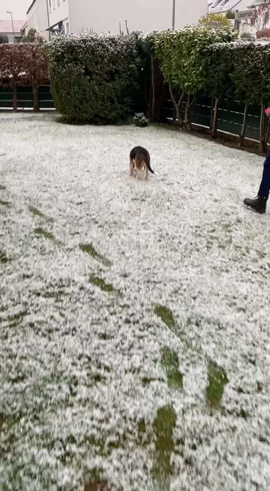 Dringende Hilfe: Hund isst nichts/Apathie-Beitrag-Bild