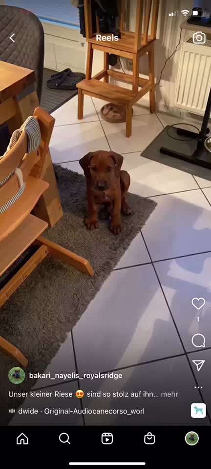 Rhodesian Ridgeback-Beitrag-Bild