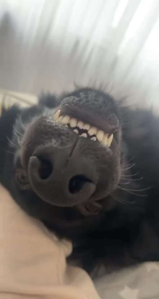 Lustigsten Grimassen von euren Hunden-Beitrag-Bild