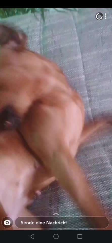 Rhodesian Ridgeback-Beitrag-Bild
