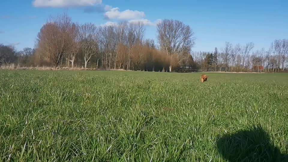 Rhodesian Ridgeback-Beitrag-Bild