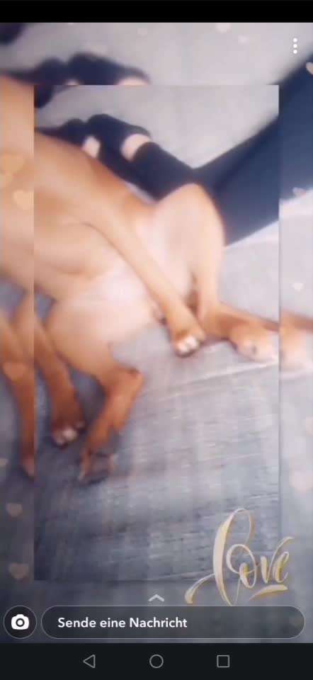 Rhodesian Ridgeback-Beitrag-Bild