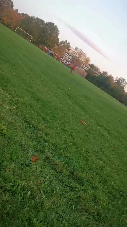 Rhodesian Ridgeback-Beitrag-Bild