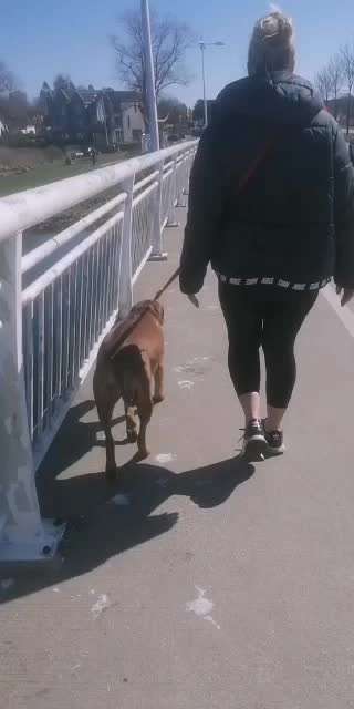 Rhodesian Ridgeback-Beitrag-Bild