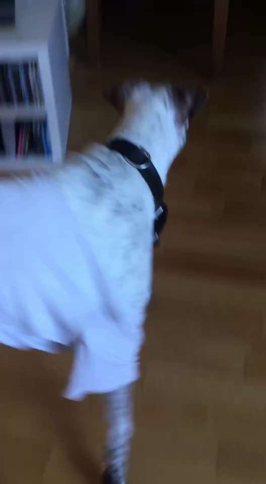 Beschäftigung nach OP (Kastration)-Beitrag-Bild