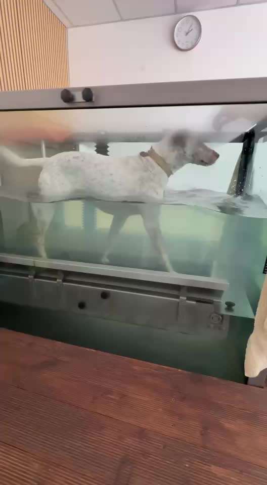 Gangbild/-analyse-Beitrag-Bild