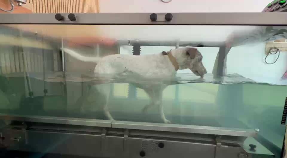 Gangbild/-analyse-Beitrag-Bild