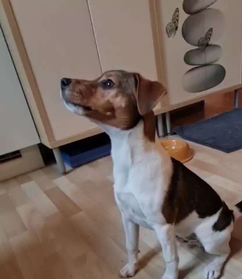 Dansky (Dansk-Svensk Gårdshund)-Beitrag-Bild