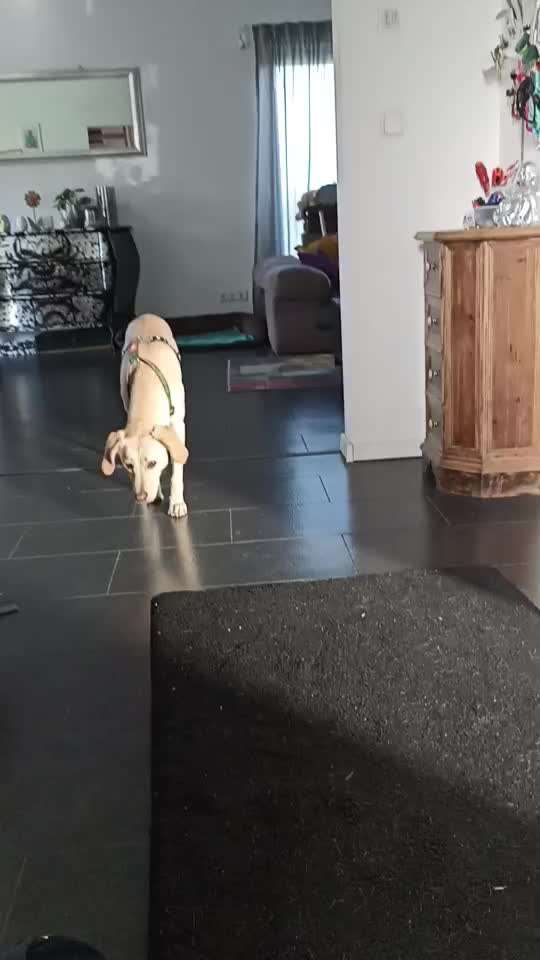 TierschutzhundeStammtisch🐕-Beitrag-Bild