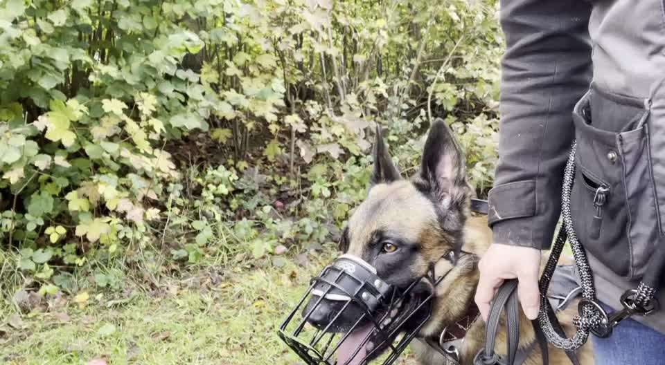 Leinenführigkeit - Hund ist es egal-Beitrag-Bild