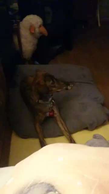 Fernseh-Hunde-Beitrag-Bild