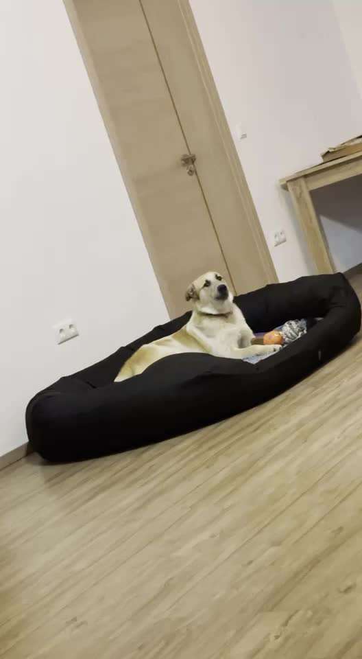 Zeigt hier Euer liebstes Video Eurer Hunde-Beitrag-Bild