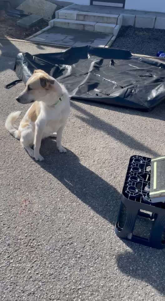 Hundetreppe fürs Dachzelt-Beitrag-Bild