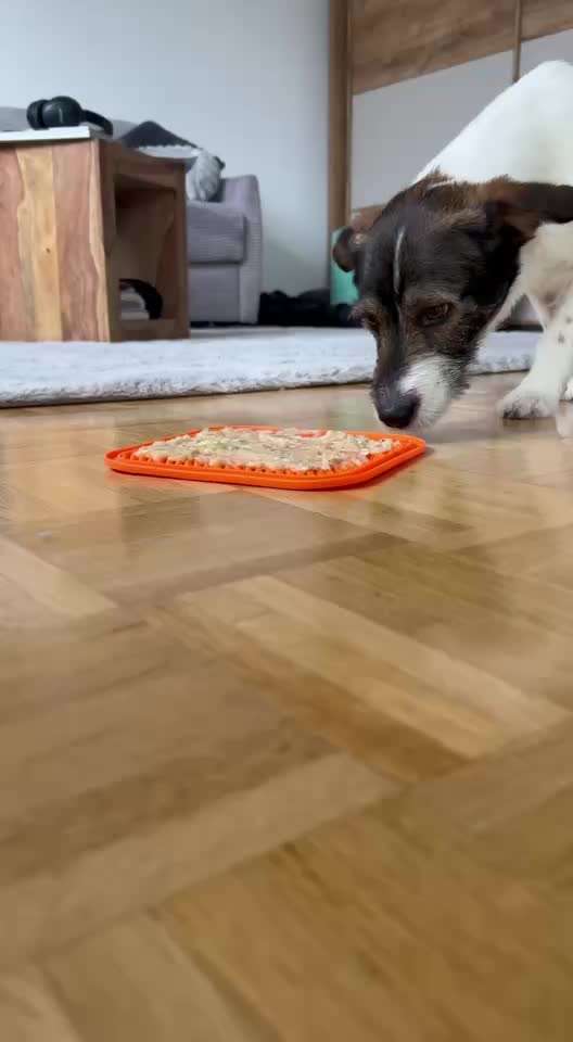 TierschutzhundeStammtisch🐕-Beitrag-Bild