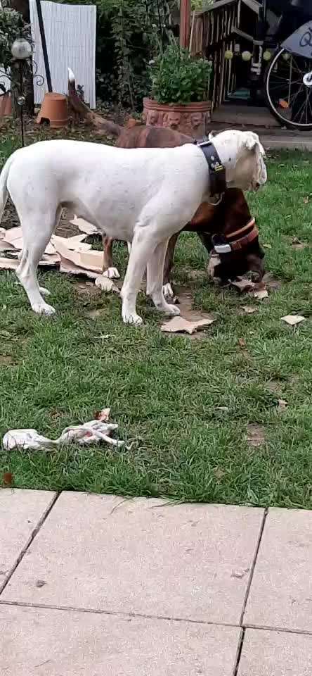 Deutsche Boxer-Beitrag-Bild