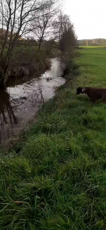Deutsche Boxer-Beitrag-Bild